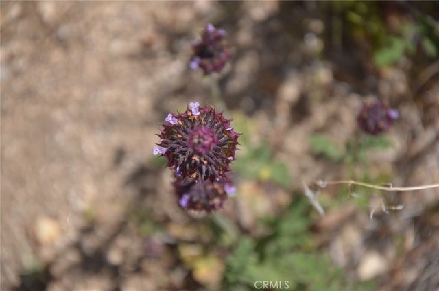 0 Longview x Old Homestead, Juniper Hills, CA 93553