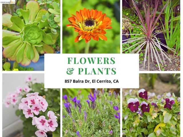 857 Balra Dr, El Cerrito, CA 94530