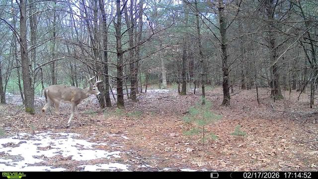 20 Acres Badger Avenue, Nekoosa, WI 54457