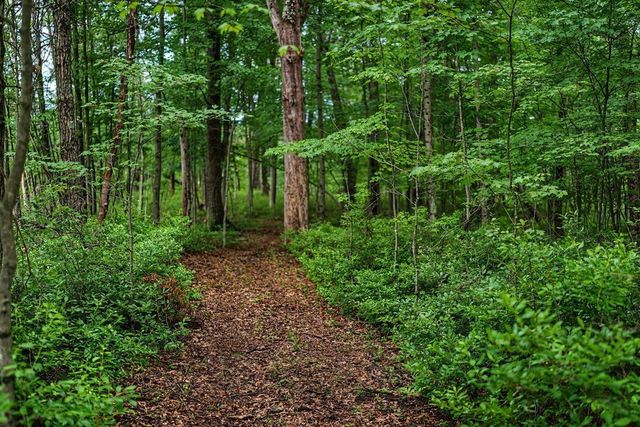 20 Acres Badger Avenue, Nekoosa, WI 54457