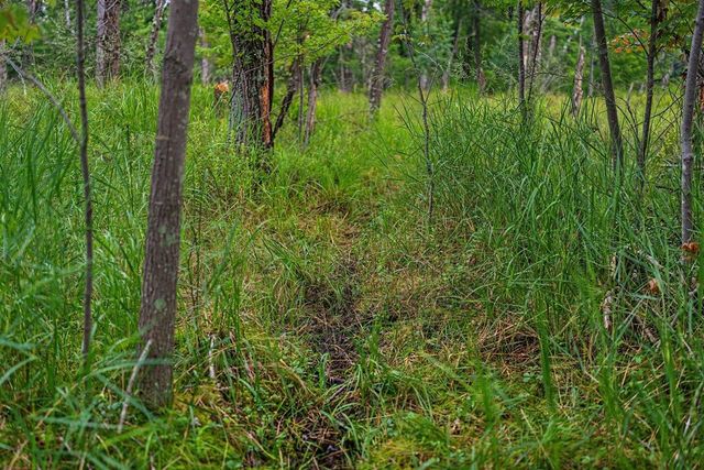 20 Acres Badger Avenue, Nekoosa, WI 54457