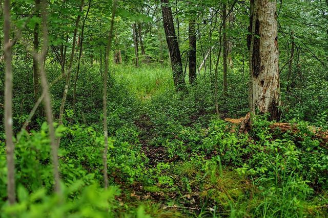 20 Acres Badger Avenue, Nekoosa, WI 54457