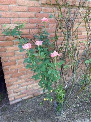 1212 Donaghey Ave., Conway, AR 72034