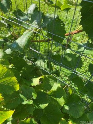 1212 Donaghey Ave., Conway, AR 72034