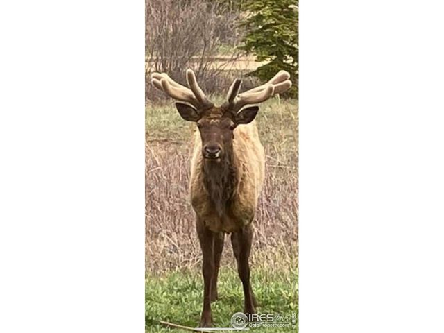 188 Ponderosa Way, Nederland, CO 80466