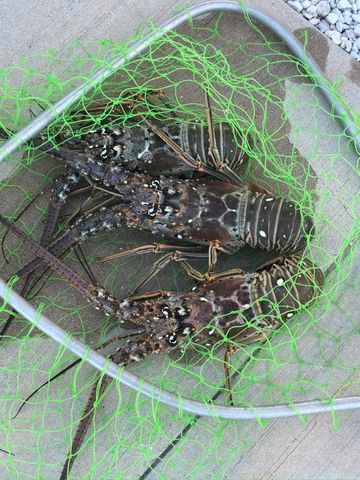 157 Caloosa Street, Plantation Key, FL 33070