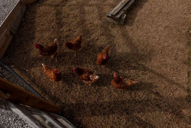 3236 Steele Branch Road, Frankfort, KY 40601