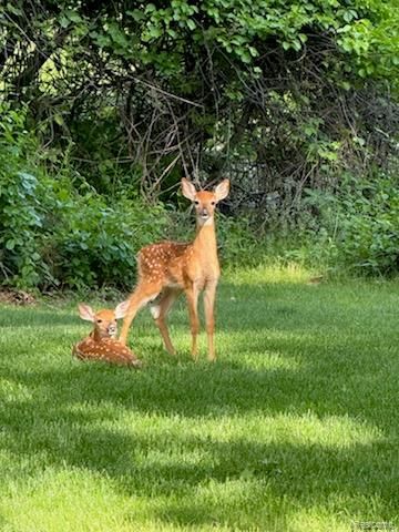 962 Hidden Valley Drive, Orion Charter Township, MI 48362