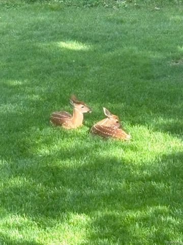 962 Hidden Valley Drive, Orion Charter Township, MI 48362