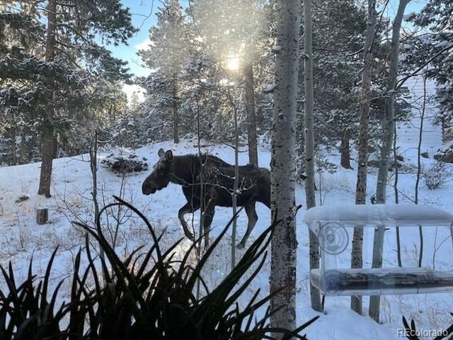 1856 Ridge Rd, Nederland, CO 80466