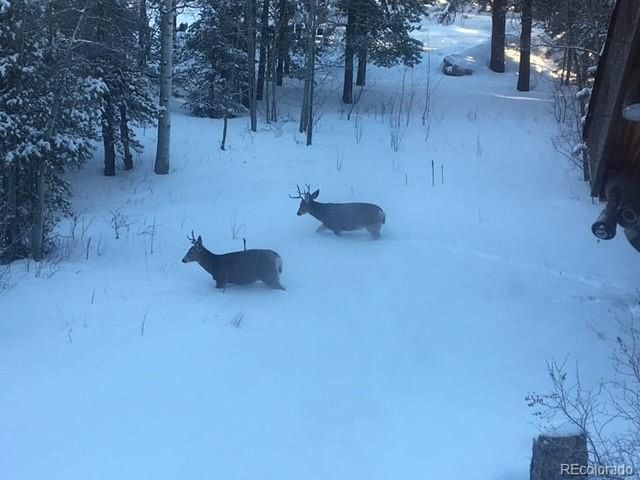 1856 Ridge Rd, Nederland, CO 80466