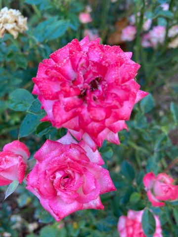 349 Lindero Avenue, Medford, OR 97504