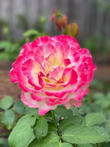 349 Lindero Avenue, Medford, OR 97504