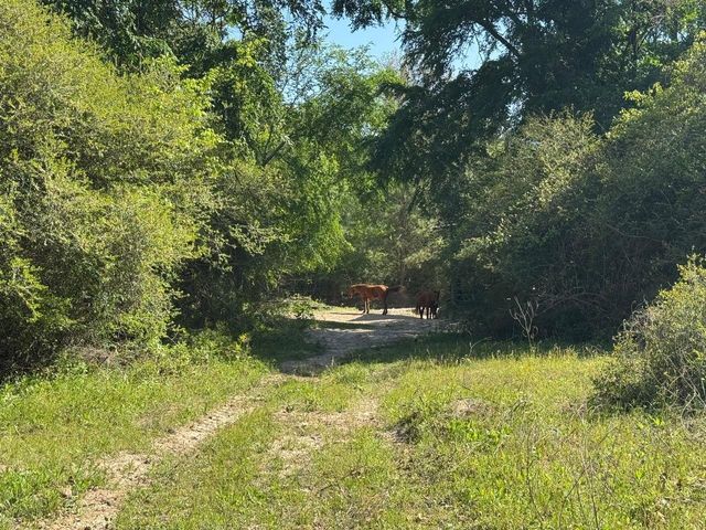 2954 Cr 2170, Grapeland, TX 75844