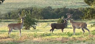 0000 State Highway 29, Foster, OK 73434