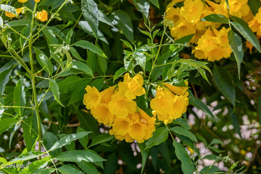 Image 115 of property listing at 10433 W MARIPOSA GRANDE --, Peoria, AZ 85383