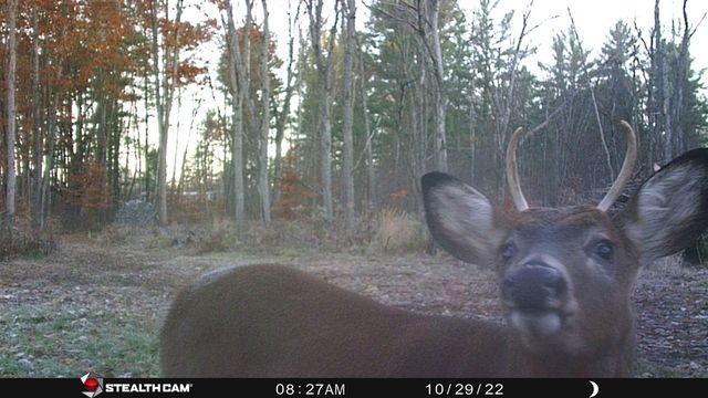 8558 Monterey Dr, Evart, MI 49631