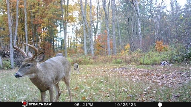 8558 Monterey Dr, Evart, MI 49631