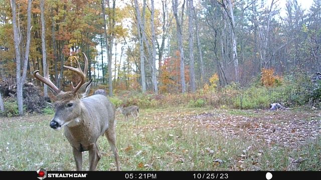 8558 Monterey Dr, Evart, MI 49631