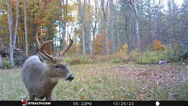 8558 Monterey Dr, Evart, MI 49631