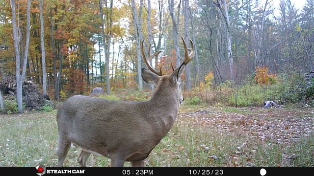 8558 Monterey Dr, Evart, MI 49631