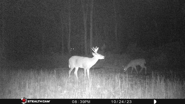 8558 Monterey Dr, Evart, MI 49631