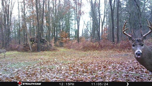 8558 Monterey Dr, Evart, MI 49631