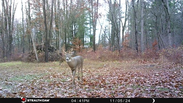 8558 Monterey Dr, Evart, MI 49631