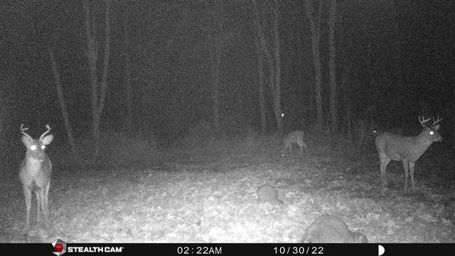 8558 Monterey Dr, Evart, MI 49631