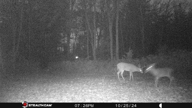 8558 Monterey Dr, Evart, MI 49631