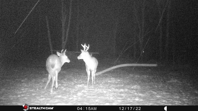 8558 Monterey Dr, Evart, MI 49631