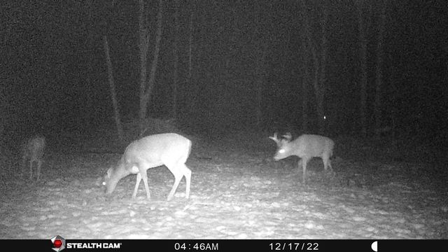 8558 Monterey Dr, Evart, MI 49631