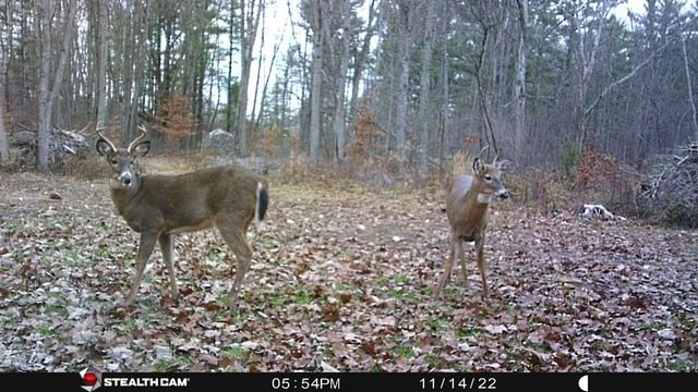 8558 Monterey Dr, Evart, MI 49631