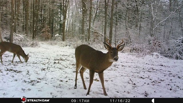 8558 Monterey Dr, Evart, MI 49631