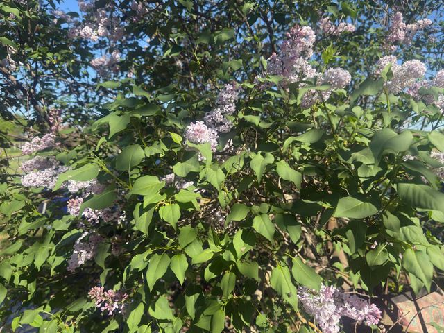 2191 Archer Ave, Live Oak, CA 95953