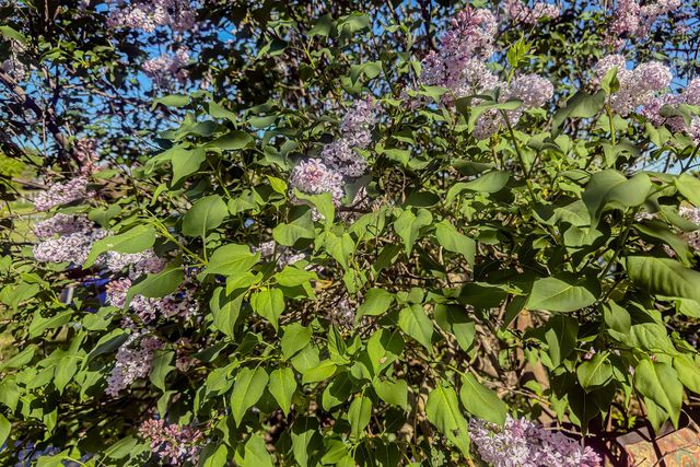 2191 Archer Ave, Live Oak, CA 95953