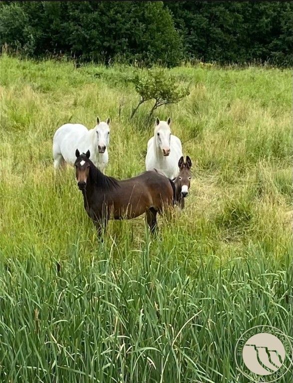 281 Taylor Hill Rd, Red Lodge, MT 59068 photo 16