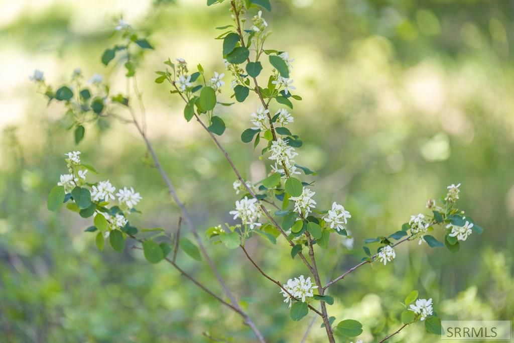 Image 4 of property listing at 4585 E 1400 N, Ashton, ID 83420