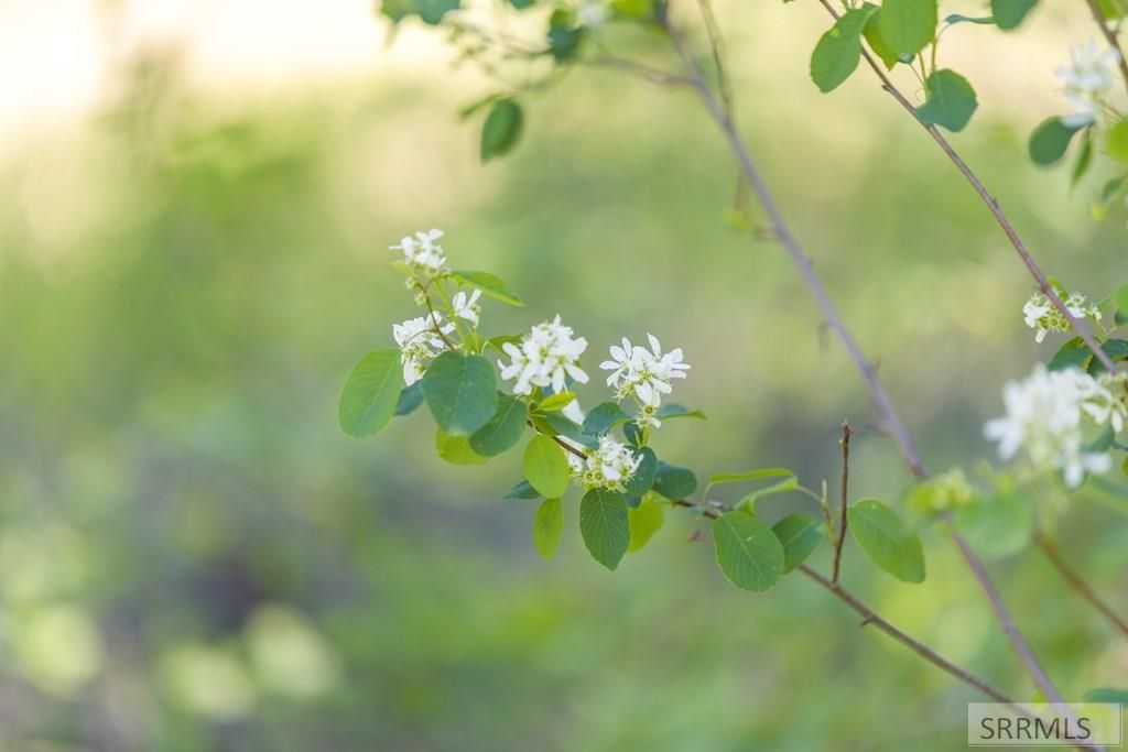 Image 5 of property listing at 4585 E 1400 N, Ashton, ID 83420