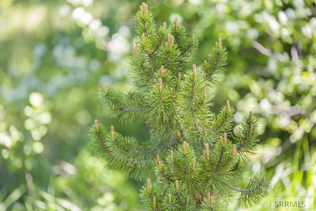 Image 6 of property listing at 4585 E 1400 N, Ashton, ID 83420