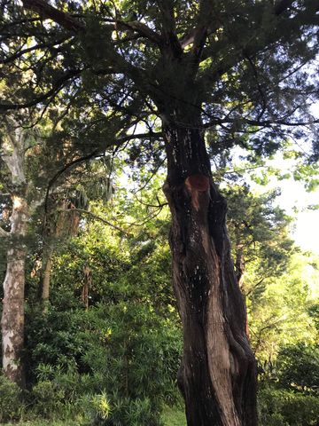 Madrid St Lot 2, St Augustine Beach, FL 32080