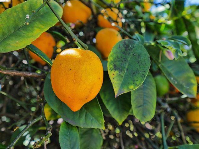 138 Eldridge Avenue, Oakland, CA 94603