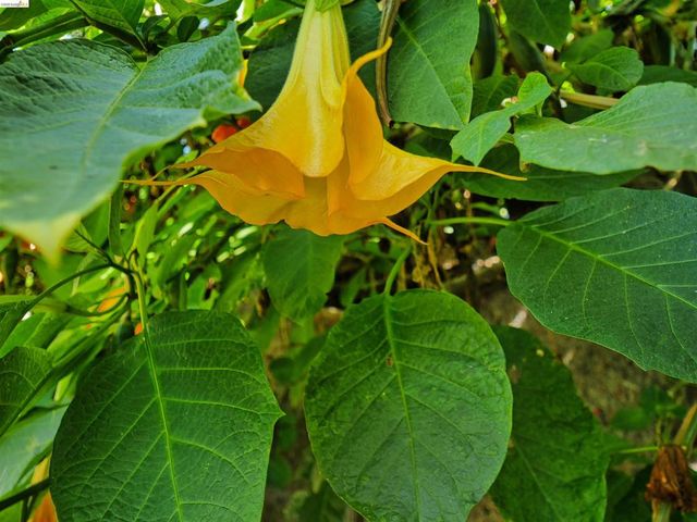 138 Eldridge Avenue, Oakland, CA 94603