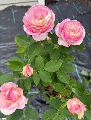 5 Rivereen Way, Simpsonville, SC 29680