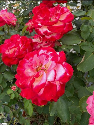 5 Rivereen Way, Simpsonville, SC 29680