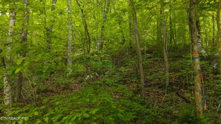 0 Avondale Hollow Rd, Rutledge, TN 37861