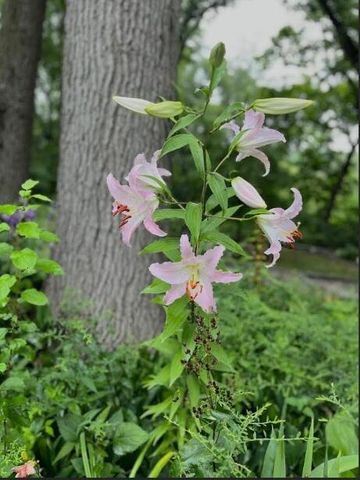 203 Oakridge Court, Valparaiso, IN 46385