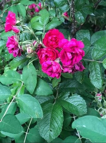 203 Oakridge Court, Valparaiso, IN 46385