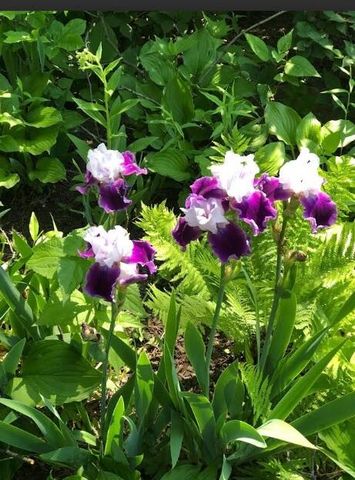 203 Oakridge Court, Valparaiso, IN 46385