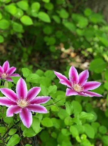 203 Oakridge Court, Valparaiso, IN 46385